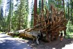 Yosemite Redwoods