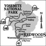 the-redwoods-discover-yosemite_clip_image001