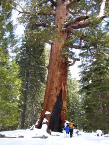 Skiers & snowshoers at the Mariposa Grove of Giant Sequoias