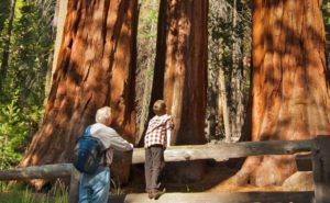 Visiting Yosemite in July: The Ultimate Insiders Guide - The Redwoods ...