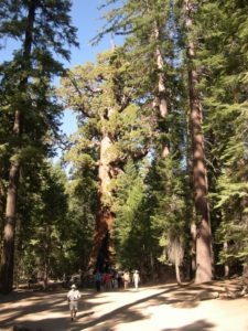 The Grizzly Giant in the Mariposa Grove of Giant Sequoias