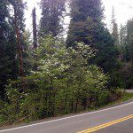 White dogwood blossoms on Highway 41