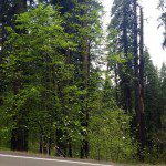 Dogwood trees along highway 41