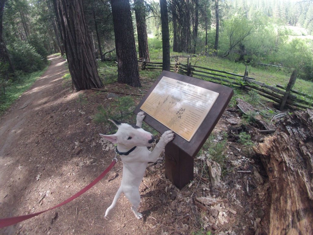 Dog looking at interpretive sign along the Wawona Meadow Trail