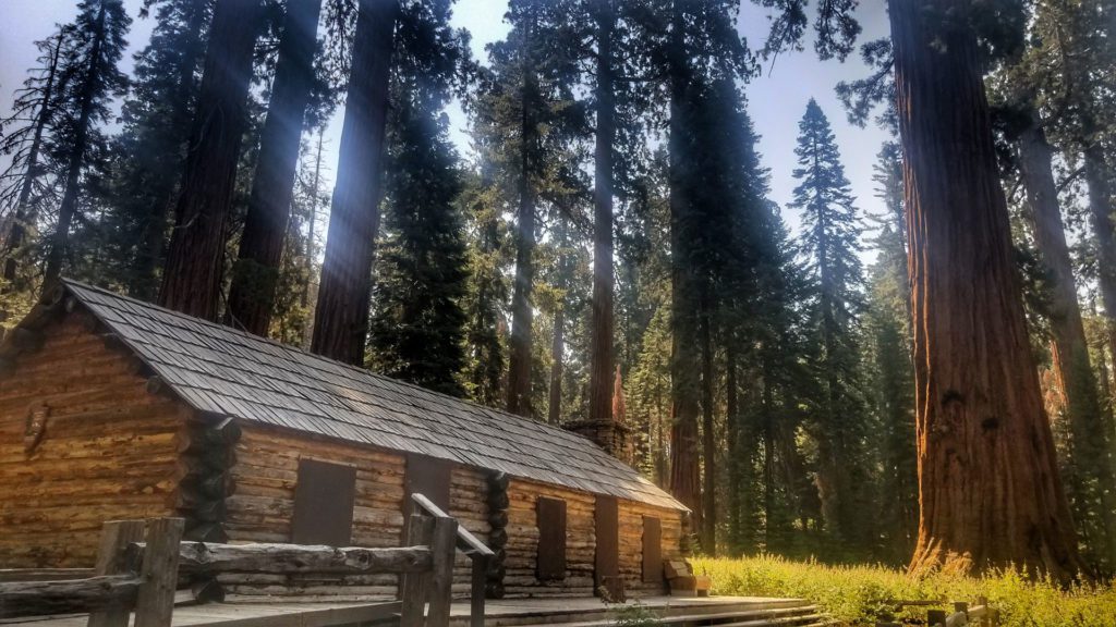 Yosemite cabin surrounded by giant sequoias in the Mariposa Grove of Giant Sequoias
