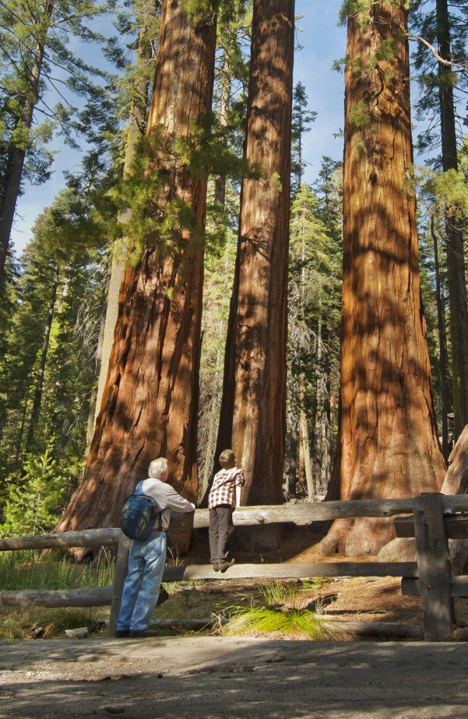 Mariposa Grove of Giant Sequoias 