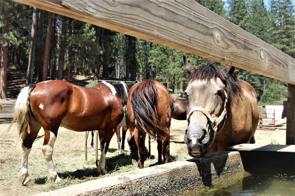 Horses at the Wawona stables
