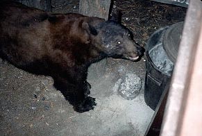 Bear in Wawona at night
