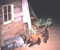Bear in Wawona at night
