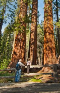 Man & boy looking at Sequoia Trees