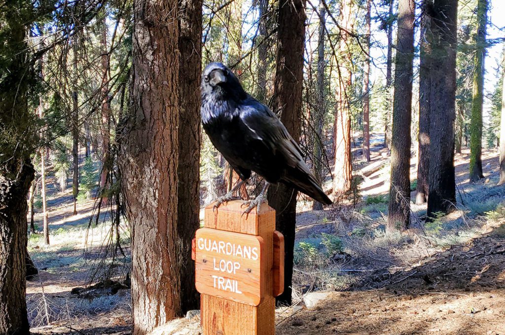 raven on mariposa grove trail sign