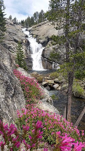 Bright wildflowers in front of a waterfall on the Chilnualna Falls Trail