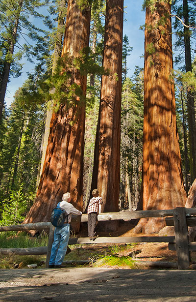Man and boy looking up at Giant Sequoia trees together
