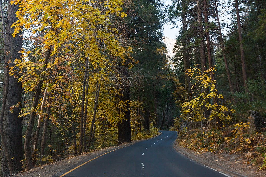 Golden trees on the way into Yosemite Valley