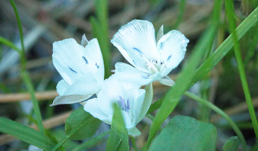 Three white Star Tulip flowers in Wawona Meadow