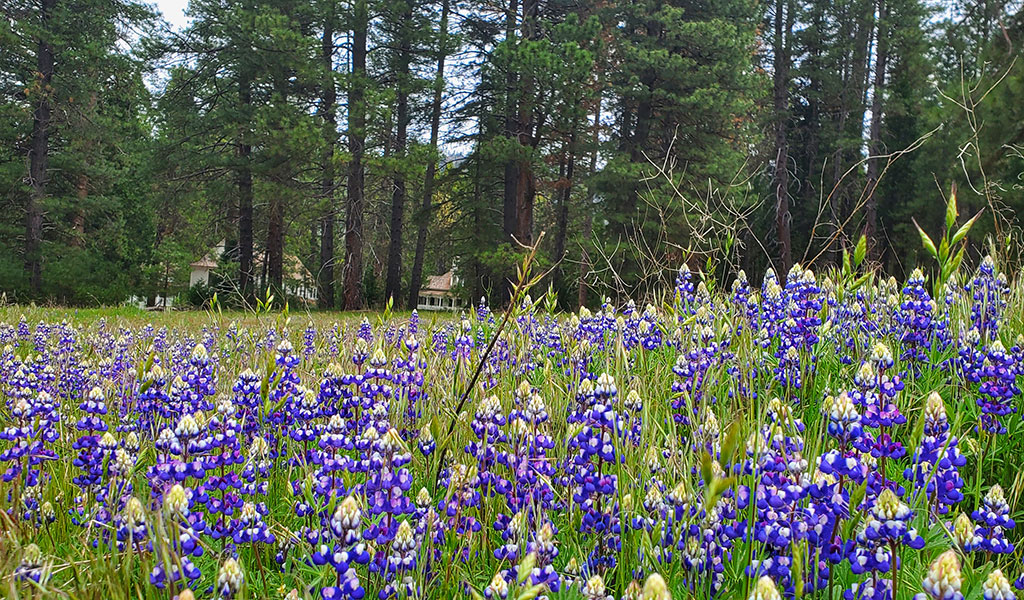 Purple lupines covering Wawona's meadows