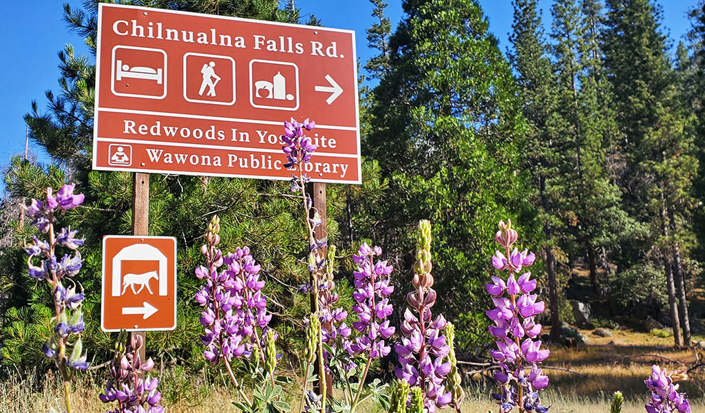 Sign to the Redwoods In Yosemite with wildflowers