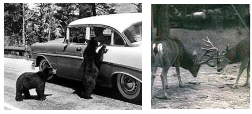 Bears next to car and bucks rutting in 1950s