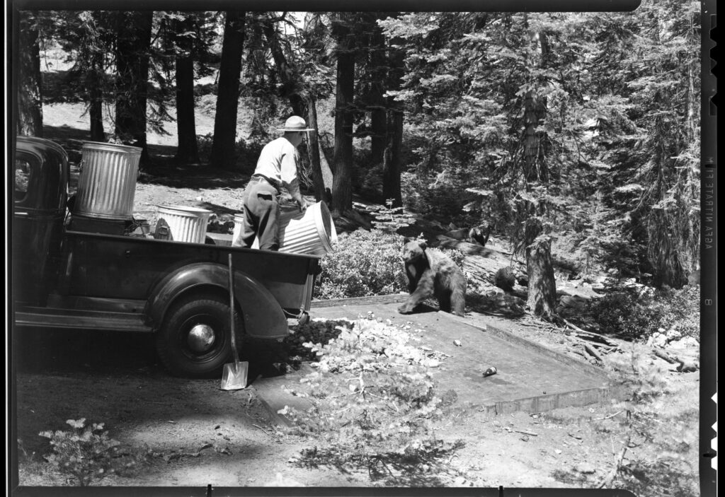 Ranger feeding bear in Yosemite