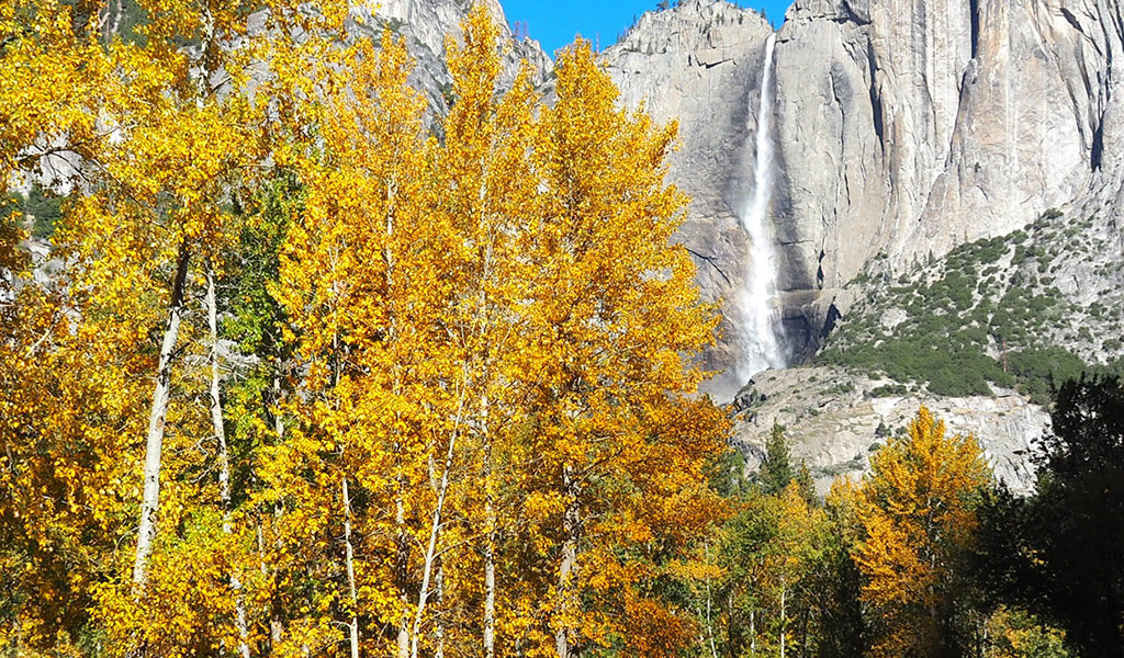 Fall foliage and Yosemite Falls