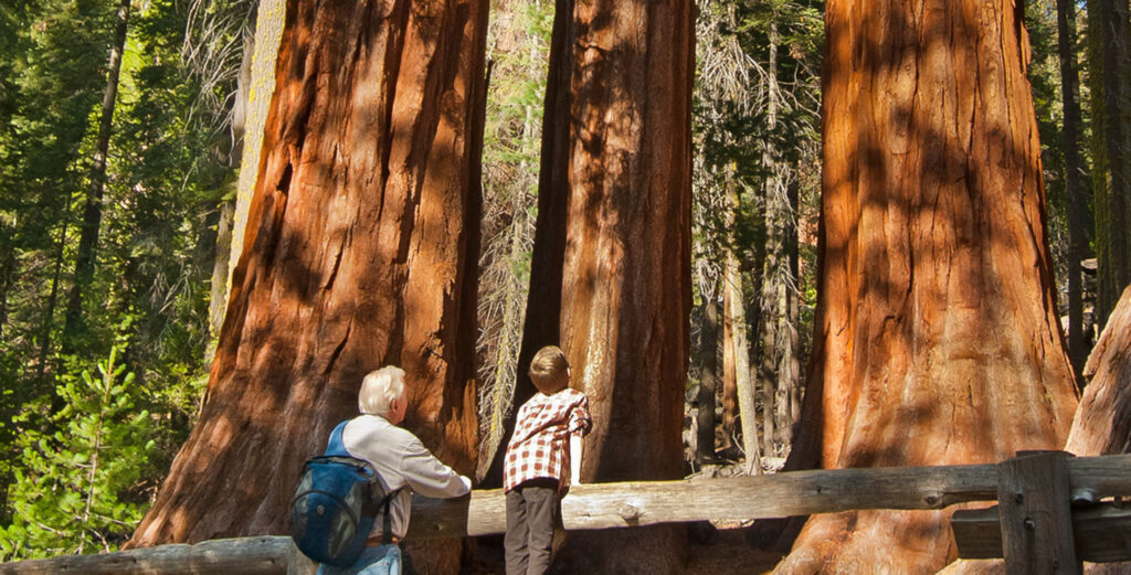 Boy and grandfather looking at sequioas. Photo: Nancy Robbins