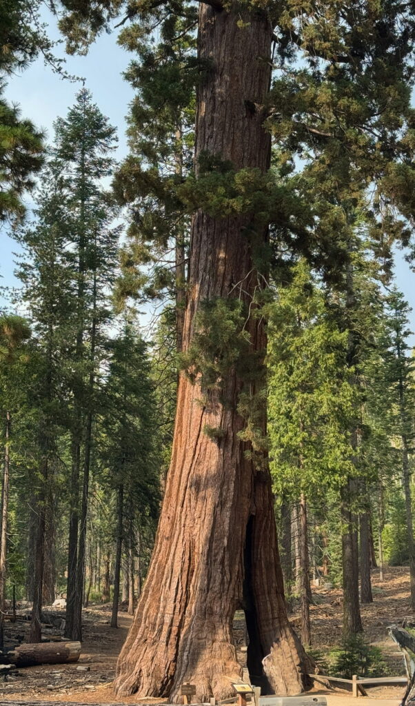 View of the California Tunnel Tree showing the tree above