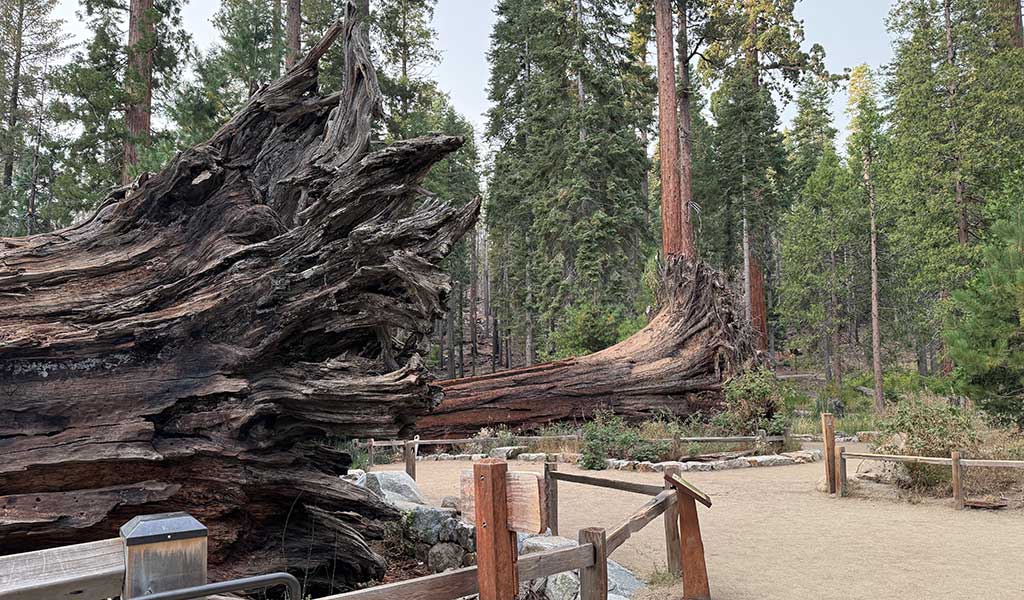 Fallen Monarch with the partner in the background