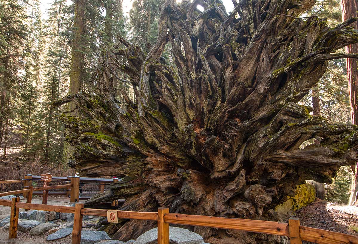 Fallen Monarch in the Mariposa Grove
